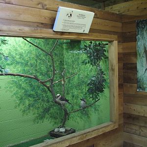 Australia - Kookaburra Exhibit