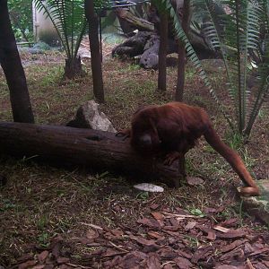 Howler monkey