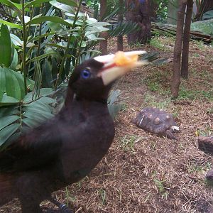 Bird in Howler Junction