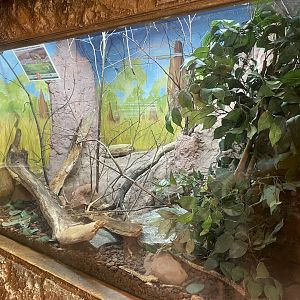 European glass lizard exhibit 150523