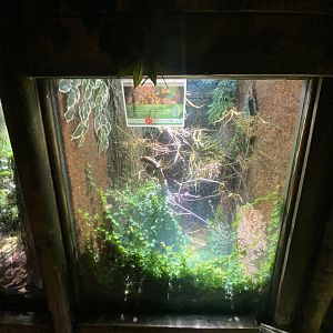 Yellow-banded poison dart frog exhibit 150523