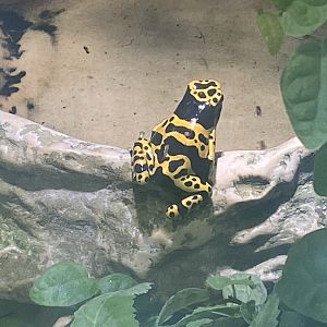 Yellow-banded poison dart frog 150523