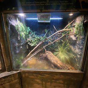 Chinese crocodile lizard exhibit 150523