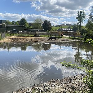 Common hippopotamus enclosure 150523