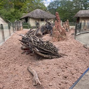 Meerkat enclosure 150523