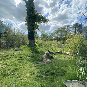 Sumatran tiger exhibit 150523