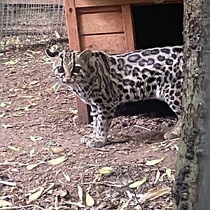Yucatan margay 250623