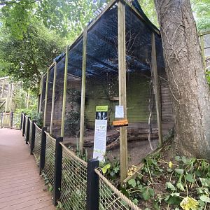 Northern white-faced owl aviary 250623