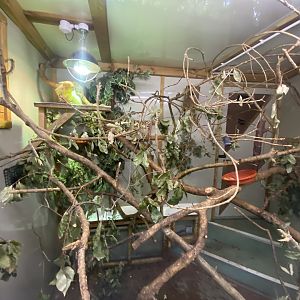 Indoors for Golden lion tamarin and Pygmy marmoset 250623