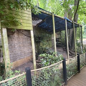 Northern white-faced owl aviary 250623