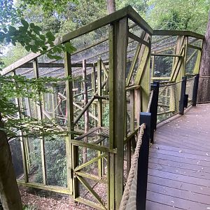 Common squirrel monkey enclosure 250623