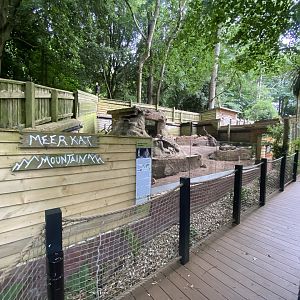 Meerkat enclosure 250623