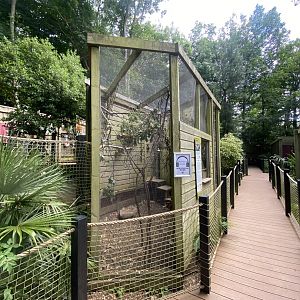 Black-cheeked lovebird aviary 250623