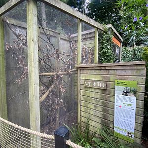 Northern treeshrew enclosure 250623