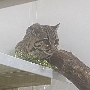 Yucatan margay 250623
