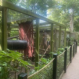 Yellow-breasted capuchin enclosure 250623