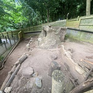 Meerkat enclosure 250623