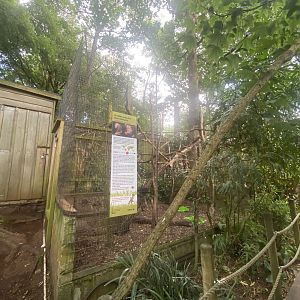 Golden-headed lion tamarin enclosure 250623