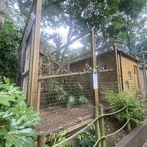 Goeldi’s monkey enclosure 250623