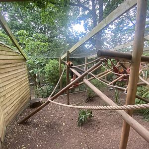 Red ruffed lemur enclosure 250623