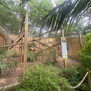Red ruffed lemur enclosure 250623