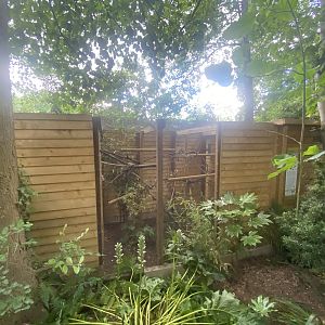 Pied tamarin enclosure 250623