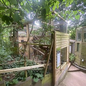 Sumatran prevost’s squirrel enclosure 250623