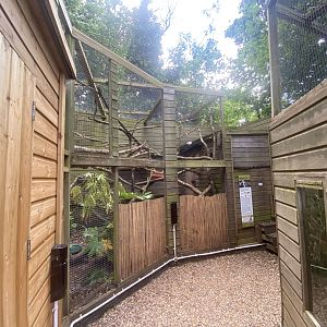 Owston’s palm civet enclosure 250623