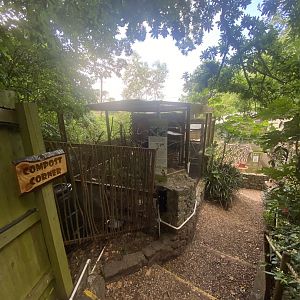 Ochre-marked parakeet aviary 250623