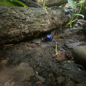 Blue poison dart frog exhibit 250623