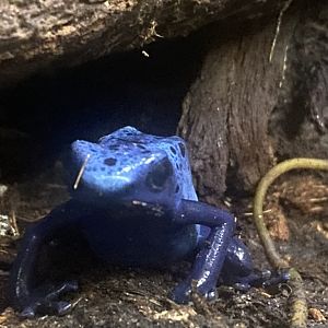 Blue poison dart frog 250623