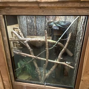 Savu python exhibit 250623