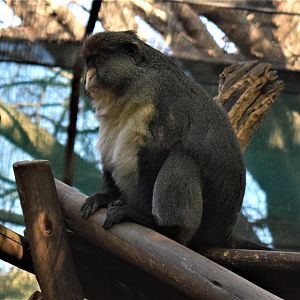 Debrazza's x Red-tailed Guenon Hybrid (Cercopithecus neglectus x ascanius)