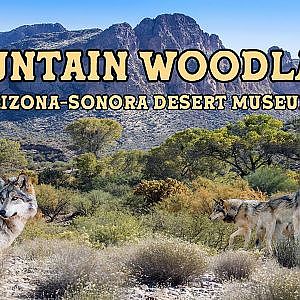 Mountain Woodland | Arizona Sonora Desert Museum | Ep. 26 - The Virtual Zoo on YouTube