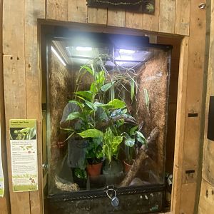 Lemur leaf frog exhibit 250623