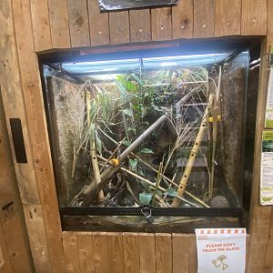 Anthony’s poison arrow frog and Yellow-headed day gecko tank 250623