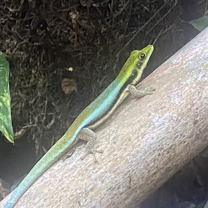 Yellow-headed day gecko 250623