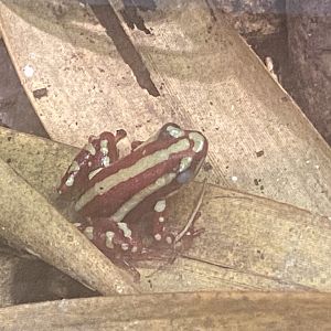 Anthony’s poison arrow frog 250623