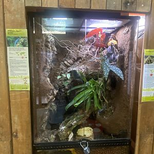 Williams electric blue gecko exhibit 250623