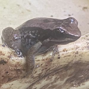 Trinidad poison frog 250623