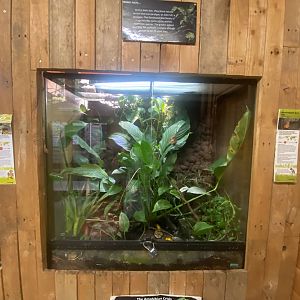 Bicolored poison dart frog exhibit 250623
