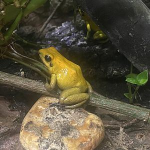 Bicolored poison dart frog 250623