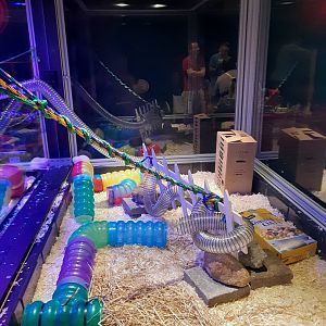 New Rat Maze- Final Section