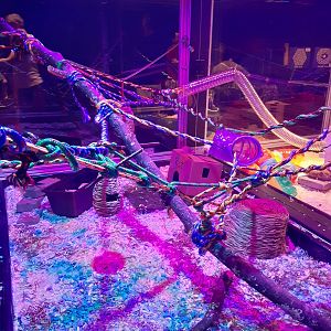 New Rat Maze- Third Section