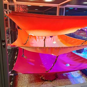 New Rat Maze- Second Section