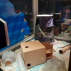 New Rat Maze- First Section