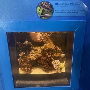 Bluestripe Pipefish Tank