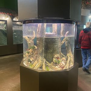 Amazing Amazon - Largescale Four-Eyed Fish/Striped Hermit Crab Tank