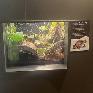 Amazing Amazon - Smokey Jungle Frog Terrarium