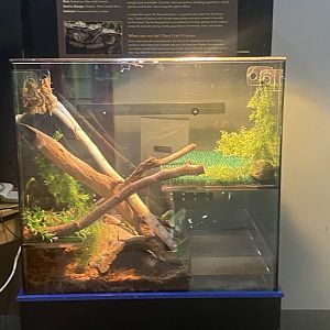 Aquatic Invaders - Ball Python Terrarium